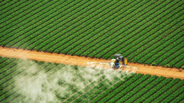Best Wasp Removal Services  in Fulshear, TX
