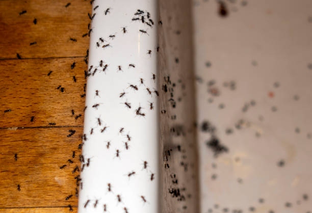 Best Pest Prevention Services  in Fulshear, TX