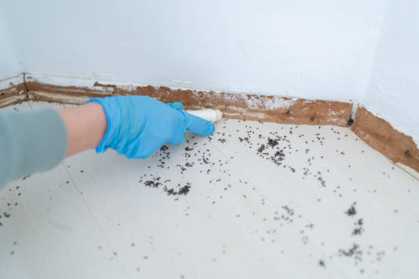Best Local Pest Control Services  in Fulshear, TX